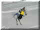Alpe d'Huez 083.jpg (57230 bytes)